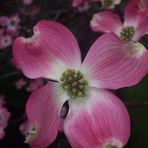 Meet your Posher, Terri